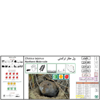 گونه ول حفار ترکمنی Northern Mole-Vole